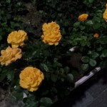 20120518_233355.jpg